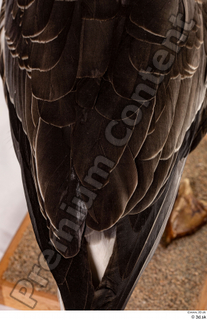 Greater white-fronted goose Anser albifrons back wing 0001.jpg